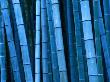 Bamboo, Kyoto, Japan by Frank Carter Limited Edition Print