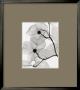Dogwood Blossoms by Steven N. Meyers Limited Edition Pricing Art Print
