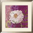 White Peony by Kate Birch Limited Edition Print