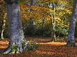 Autumn Colour In Woodlands Near Rufus Stone, New Forest National Park, Hampshire, England by Adam Burton Limited Edition Print