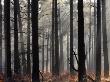 Misty Autumn Scene In A New Forest Pine Wood, Hampshire, England by Adam Burton Limited Edition Print