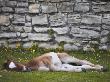 Young Foal Sleeping Outside Beauliey Abbey Walls, New Forest, Hampshire, England by Adam Burton Limited Edition Print