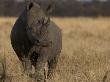 Portrait Of A White Rhinoceros, Ceratotherium Simum by Beverly Joubert Limited Edition Print