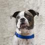 American Bulldog With A Blue Collar by Images Monsoon Limited Edition Print