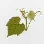 Spring Grape Leaf, View Of Front Side by Images Monsoon Limited Edition Print