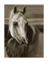 Girl's Best Friend by Barry Hart Limited Edition Pricing Art Print