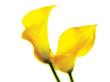 Close-Up Of 2 Yellow Lillies On White Background by Images Monsoon Limited Edition Print