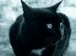 Black Cat by Ilona Wellmann Limited Edition Print