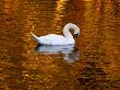 Swan Gliding On The Golden Lake by Ilona Wellmann Limited Edition Print