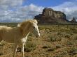 Wary White Horse Among The Buttes Of Monument Valley by Stephen St. John Limited Edition Pricing Art Print