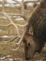 Adult Male Elk Foraging In A Field In Wyoming by Tim Laman Limited Edition Print