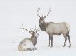 Two Adult Elk In A Field During A Snowstorm by Tim Laman Limited Edition Pricing Art Print