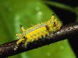 Brightly Colored Caterpillar Crawling On A Twig by Tim Laman Limited Edition Pricing Art Print