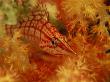 Longnose Hawkfish, Oxycirrhites Typus, Resting In A Soft Coral by Tim Laman Limited Edition Print