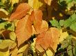 Poison Ivy In It's Autumn Hues by Tim Laman Limited Edition Print