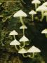 Group Of Dainty White Mushrooms by Tim Laman Limited Edition Print