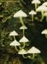 Group Of Dainty White Mushrooms by Tim Laman Limited Edition Pricing Art Print