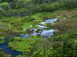 Wetlands Of Waipi'o Valley by Todd Gipstein Limited Edition Print