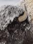 Frost-Covered American Bison by Tom Murphy Limited Edition Print