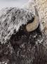 Frost-Covered American Bison by Tom Murphy Limited Edition Pricing Art Print