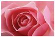 Rose Pink I by Danny Burk Limited Edition Print
