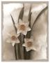 Narcissi Seduction by Richard Sutton Limited Edition Print