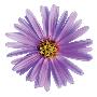 Purple Daisy by Christine Zalewski Limited Edition Print