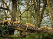 African Lion Cat Nap by Scott Stulberg Limited Edition Print
