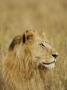 Profile Of Lioness In The Masia Mara, Kenya by Scott Stulberg Limited Edition Print