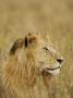 Profile Of Lioness In The Masia Mara, Kenya by Scott Stulberg Limited Edition Pricing Art Print