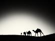 Camel Train Walking In The Desert In India by Scott Stulberg Limited Edition Print