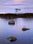 Single Tree Grows On A Small Island, Surrounded By A Lochan, Rannoch Moor, Scotland, Uk by Adam Burton Limited Edition Print