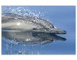 Blue Dolphin Reflection by Steve Munch Limited Edition Pricing Art Print
