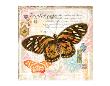 Butterfly Artifact Pink by Alan Hopfensperger Limited Edition Print