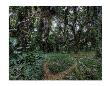 Maui Honolua Bay Forest by Michael Polk Limited Edition Print