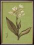 Botanica Verde Ii by John Seba Limited Edition Print