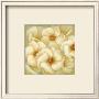 Ivory Anemone by Fabrice De Villeneuve Limited Edition Print