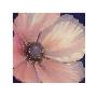 Pale Pink Petals by Maggie Thompson Limited Edition Pricing Art Print