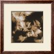 Hydrangeas by Melissa Springer Limited Edition Print