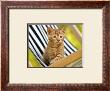 Chaton Roux by Jean-Michel Labat Limited Edition Pricing Art Print