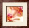 Phalaenopsis Orchids by Caroline Purday Limited Edition Pricing Art Print