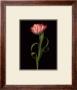 Paradise Tulip by Harold Feinstein Limited Edition Pricing Art Print