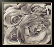 Roses, Mexico by Tina Modotti Limited Edition Pricing Art Print