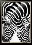 Two Zebras by Paolo Penuchetti Limited Edition Print