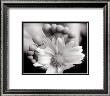 Baby's Feet With Blossom by Peter Barrett Limited Edition Print