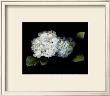 Hydrangea by Rosemarie Stanford Limited Edition Print