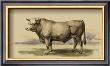 Antique Cow I by Julian Bien Limited Edition Pricing Art Print