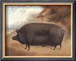 Bacon Hog by Emily Farmer Limited Edition Print
