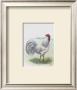 White Leghorn by Julia Crainer Limited Edition Pricing Art Print