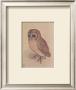 The Owlet by Albrecht Dã¼rer Limited Edition Print